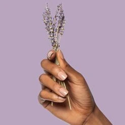 Poo-Pourri Before-You-Go Toilet Spray, Lavender Vanilla, Refill Bottle 16 Fl Oz - Lavender, Vanilla And Citrus -Household Cleaning Supply Store 41QMAnXpO5L